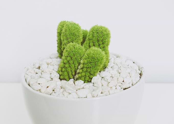 Cacti