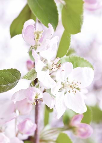 Apple tree blossoms