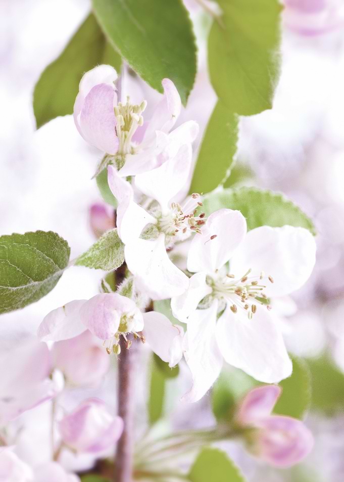 Apple tree blossoms