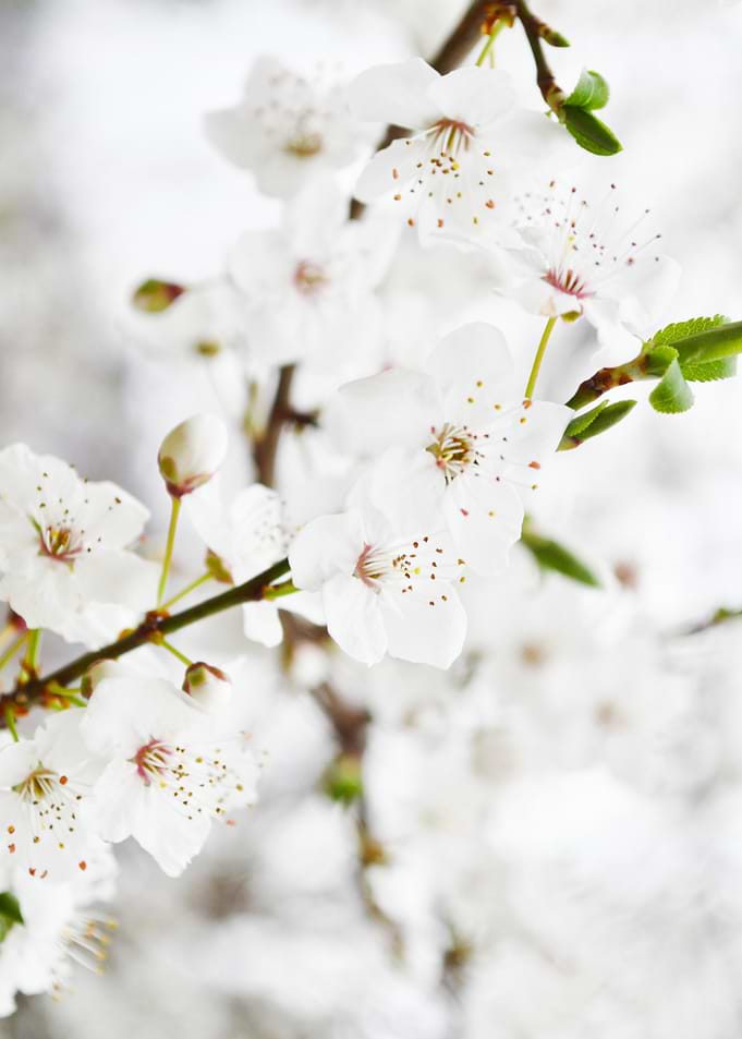 White tree blossoms