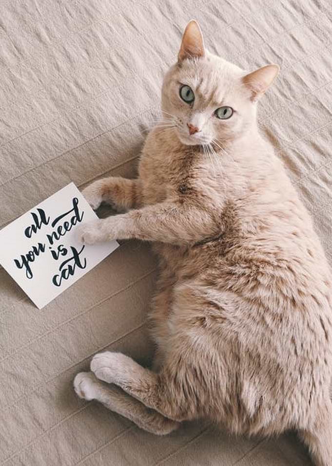 All You Need is Cat