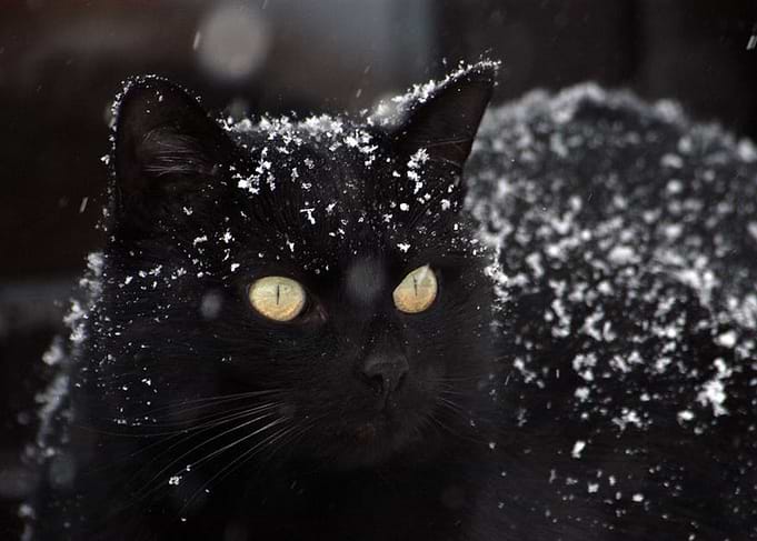 The Black Cat