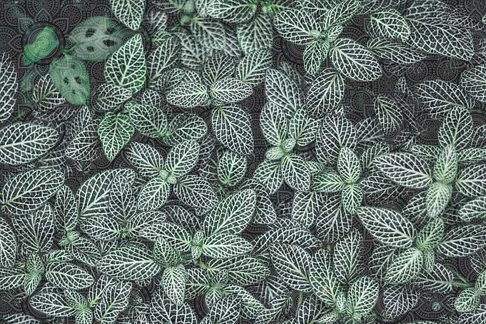 maori leaves