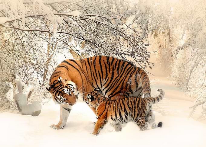 Tigers