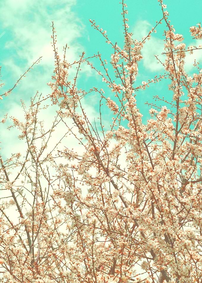 Tree blossoms