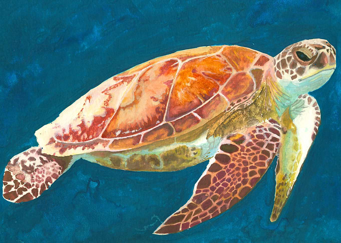 Tortuga