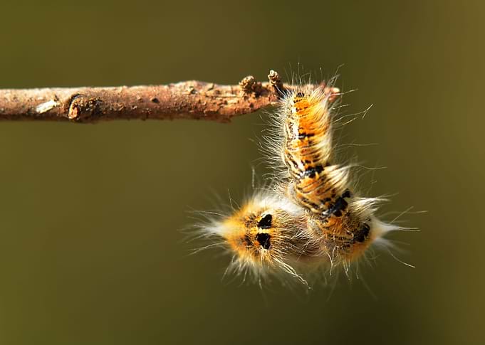 Caterpillar