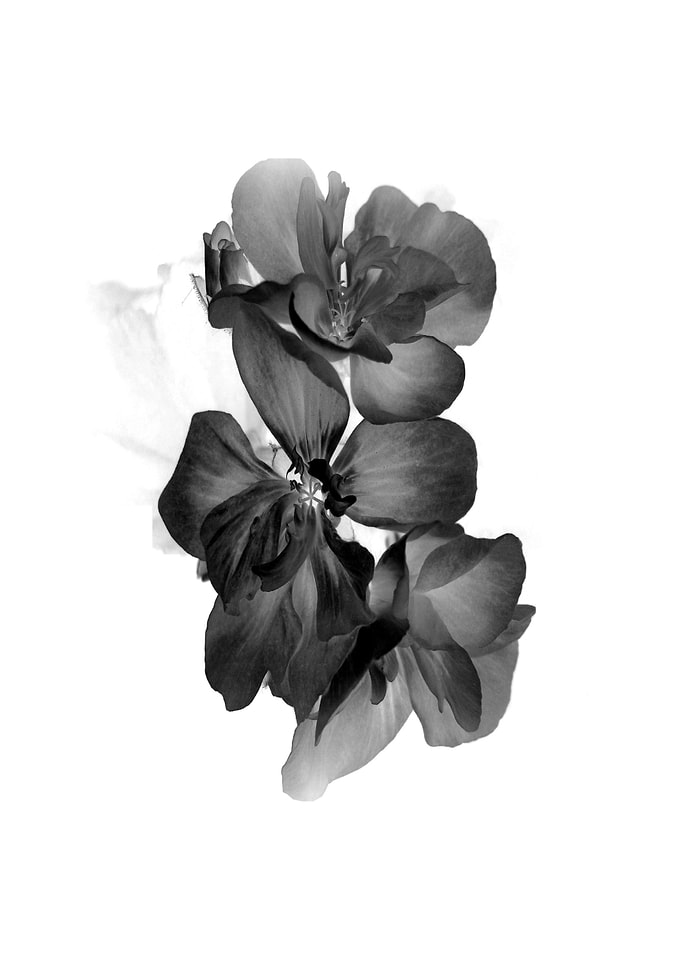 Geranium negative in BW