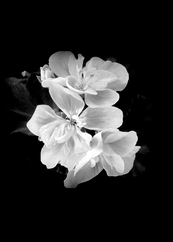 Geranium in BW