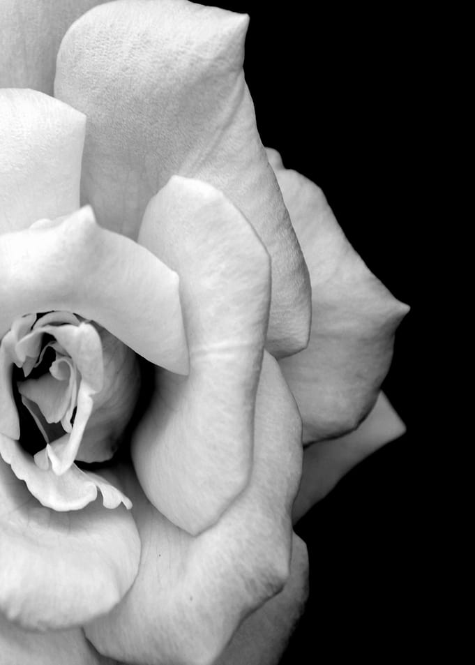 Monochrome rose