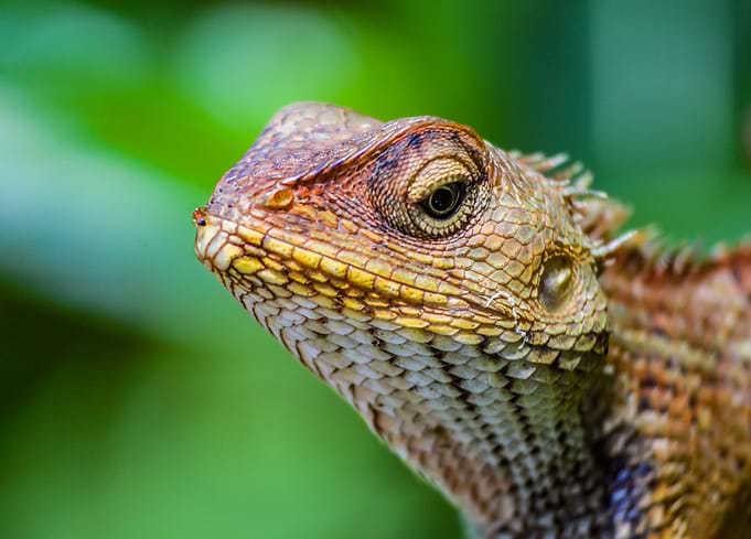 INDIAN ROCK LIZARD