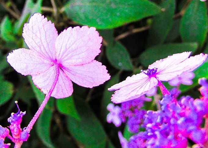 Spring Flower