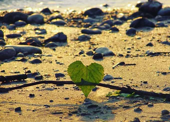 Heart of leaf