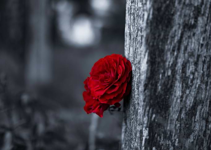 Red Flower