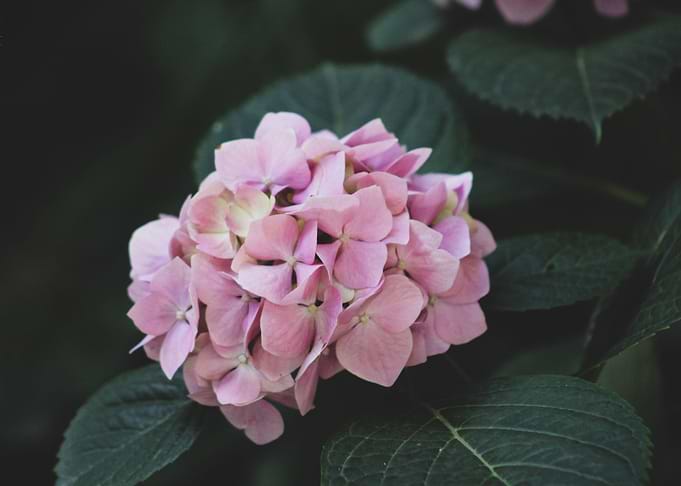 beauty of flowers