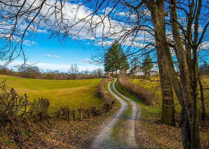 Oak forest curved road