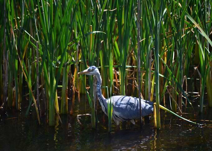 Heron Waiting