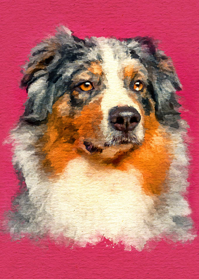 Australian Shepherd