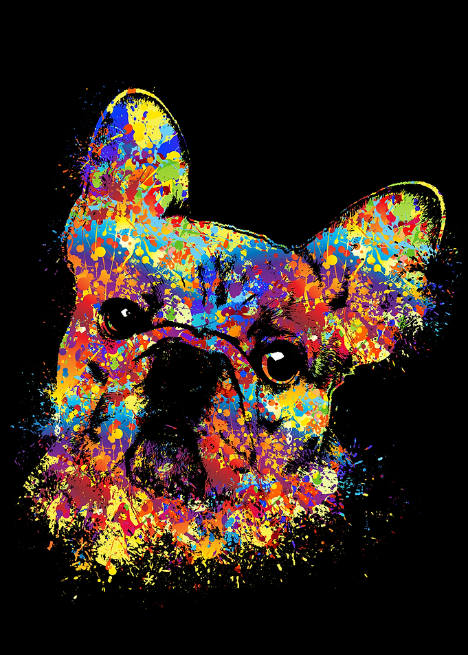 French Bulldog -Frenchie