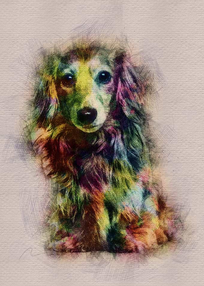 Dachshund dog - Doxie