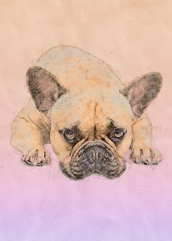 French Bulldog -Frenchie