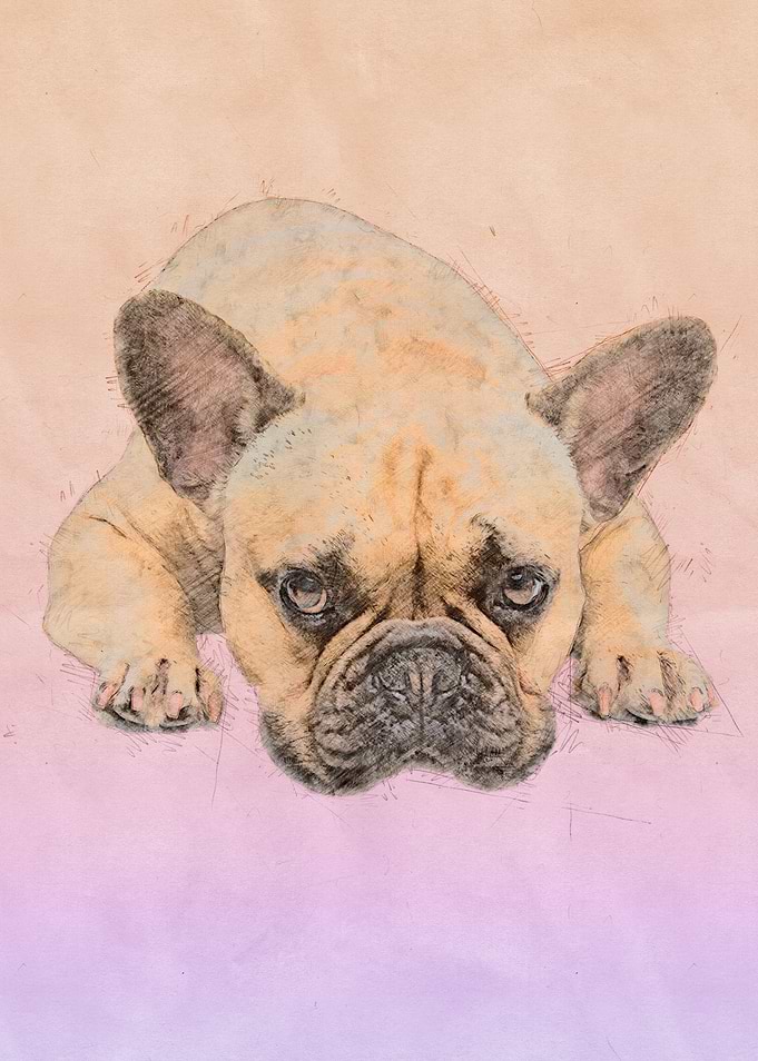 French Bulldog -Frenchie