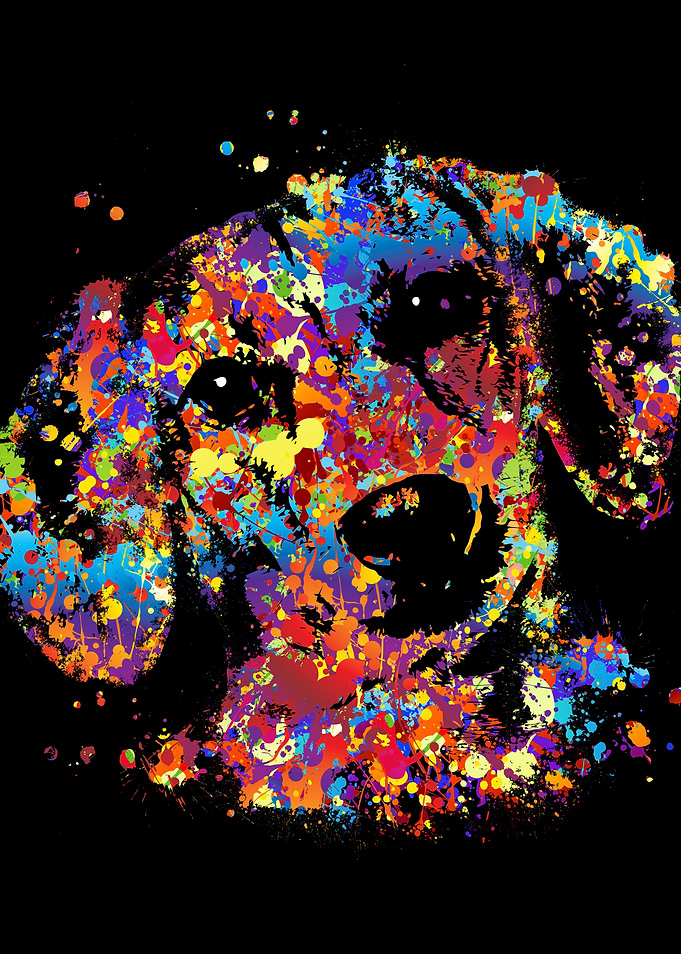 Colorful Dachshund dog