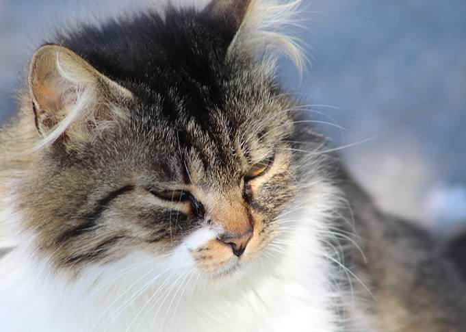 The beautiful cat