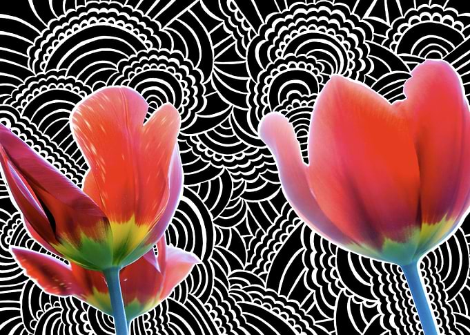 Tulip Drawing Meditation