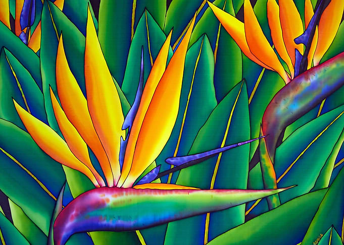 Bird of Paradise