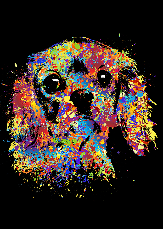 Cavalier King Charles