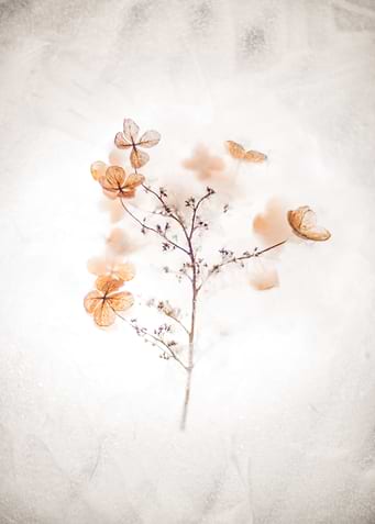 brown flower