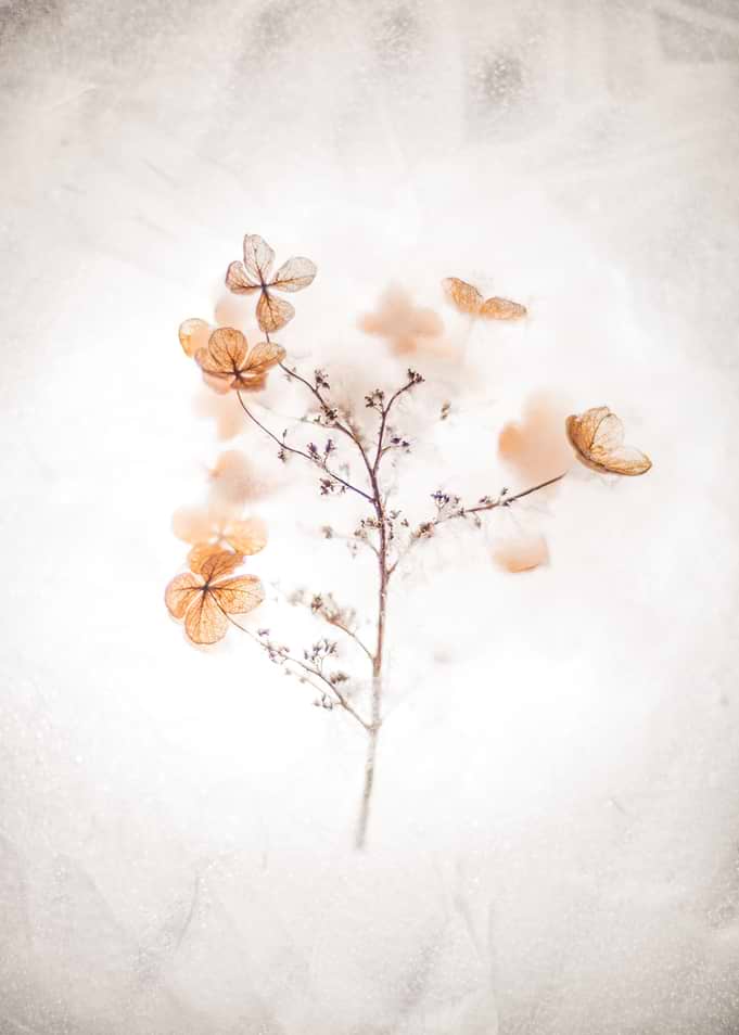 brown flower
