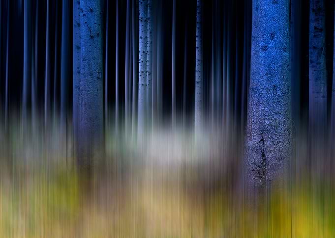 Magical Forest