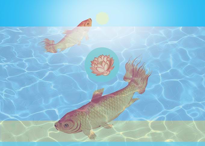 Koi