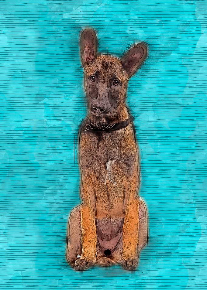 Malinois - Belgian shepher