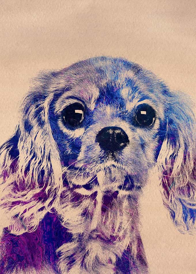 King Charles Spaniel