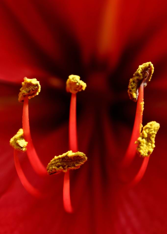Anteras