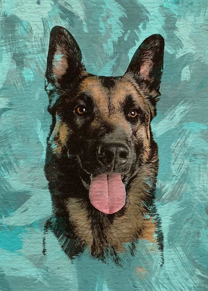 Malinois - Belgian shepher