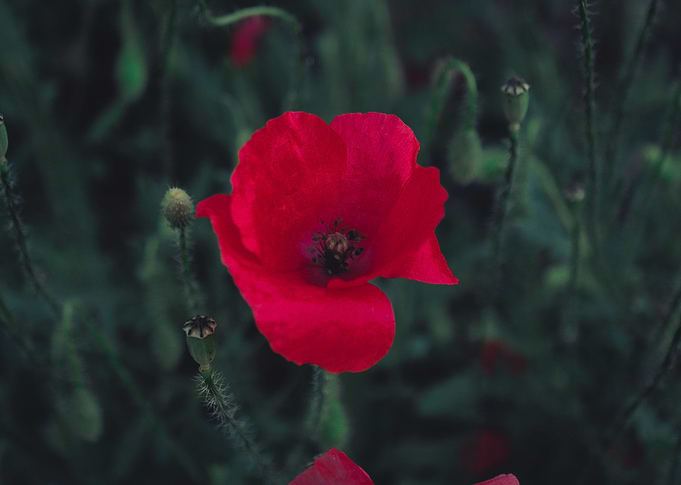 Red flower in spain