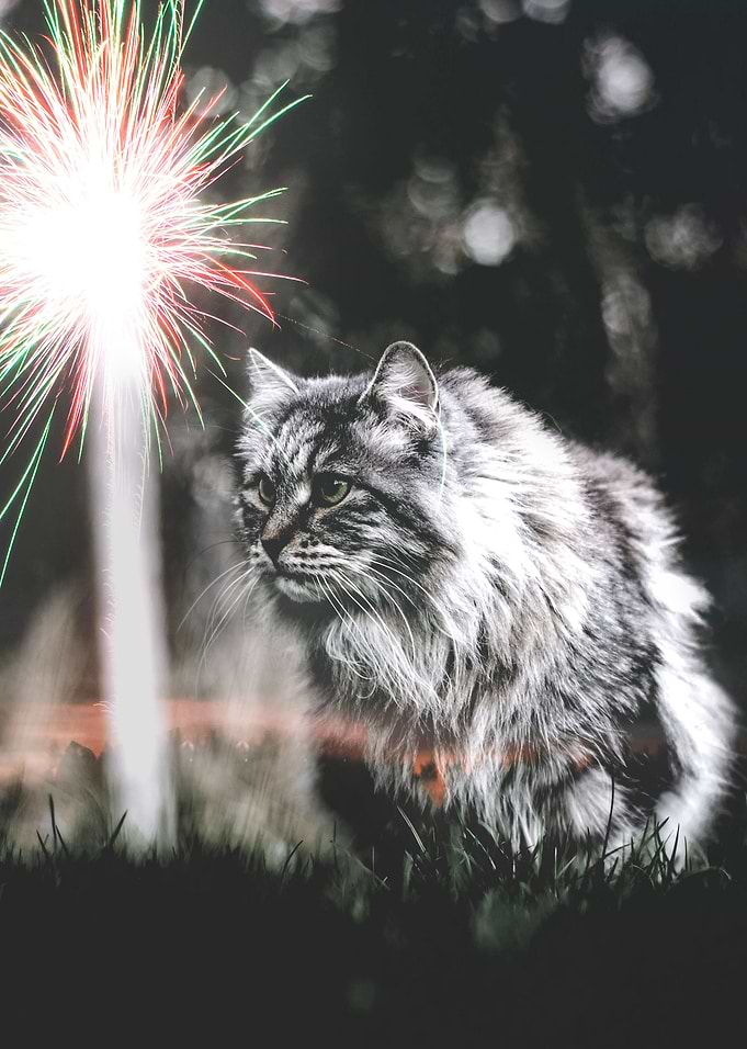 Bright Cat