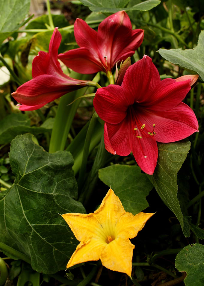 Garden & Flowers