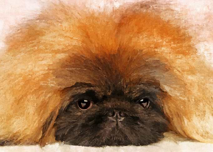 Pekingese puppy