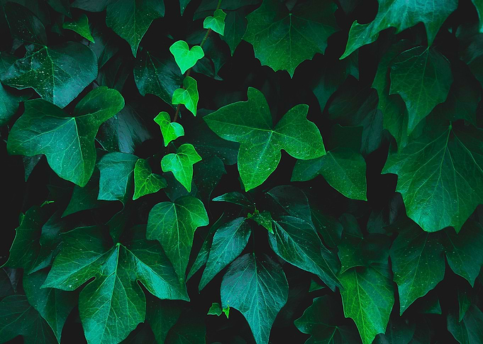 Ivy