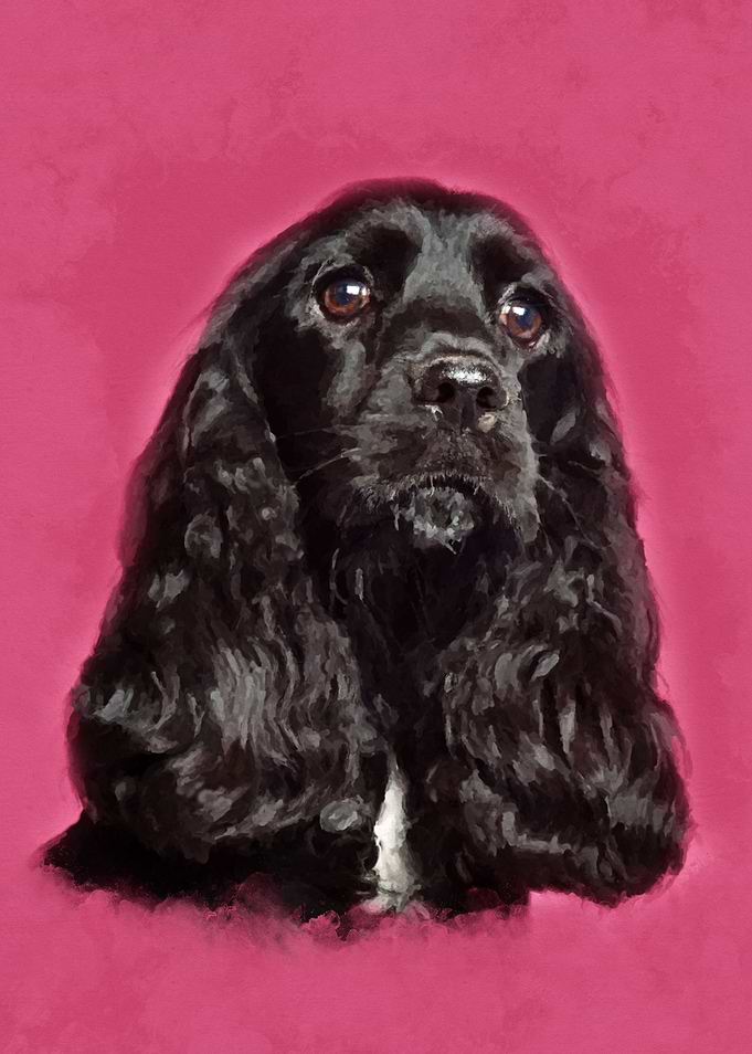 English Cocker Spaniel