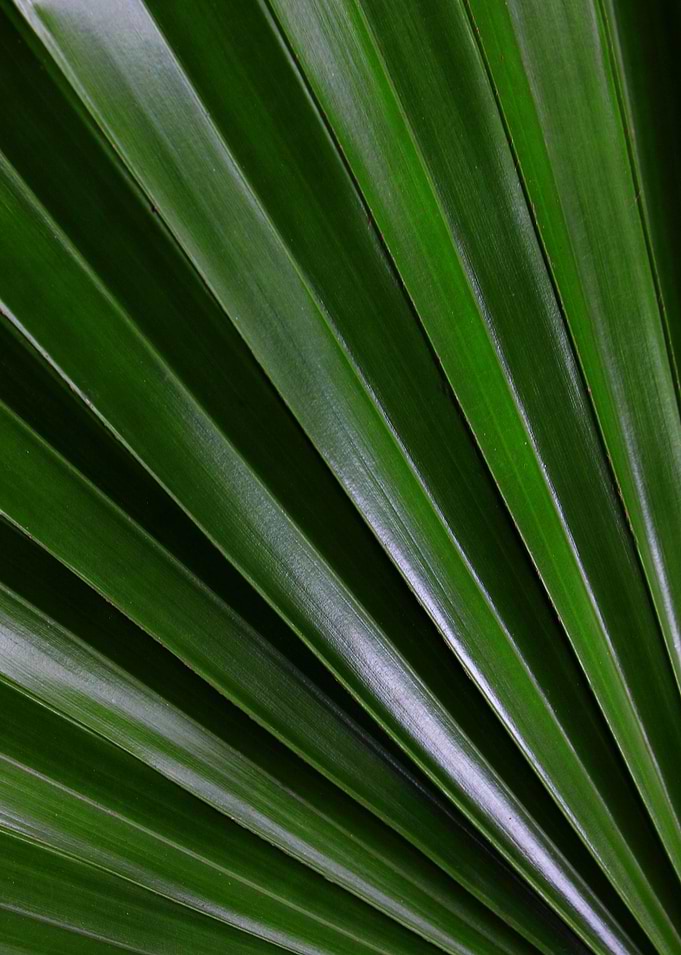 Palmera