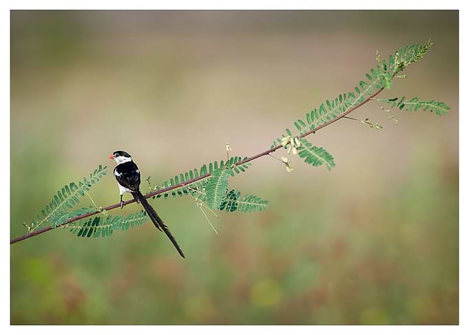 Pin-tailed Whydah