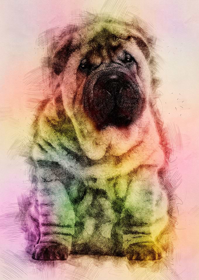 Shar Pei Puppy