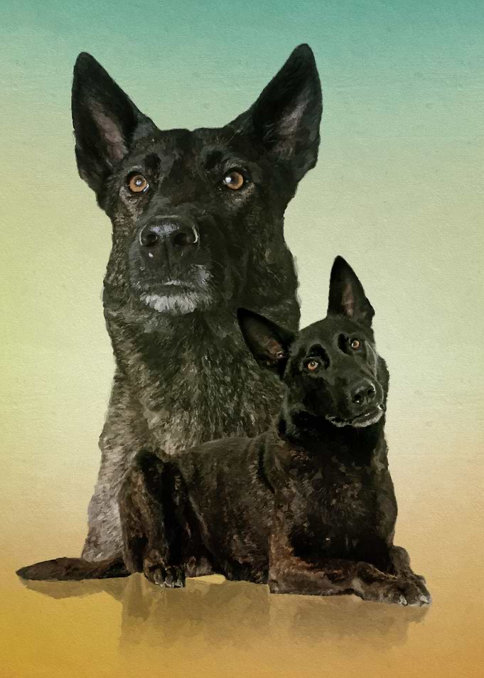 Dutch Shepherd - Dutchie