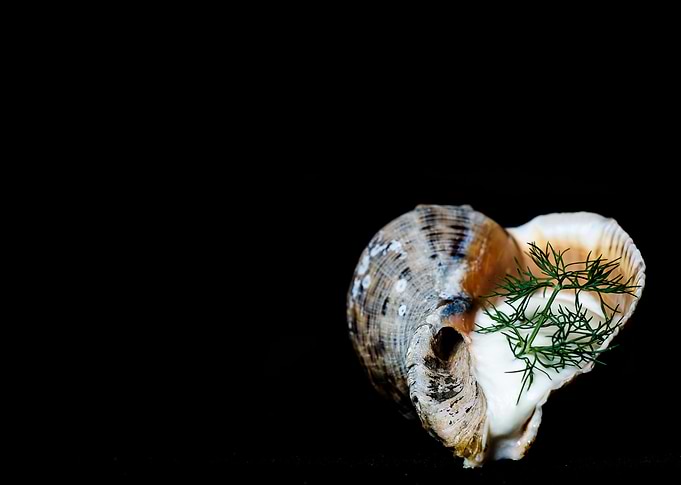 Shell + Mousse